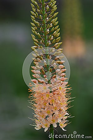 Narrow leaved foxtail lily eremurus stenophyllus Stock Photo