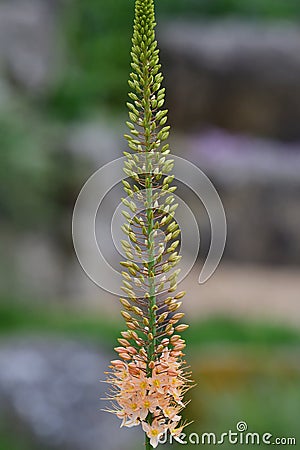 Narrow leaved foxtail lily eremurus stenophyllus Stock Photo