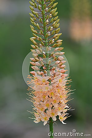 Narrow leaved foxtail lily eremurus stenophyllus Stock Photo