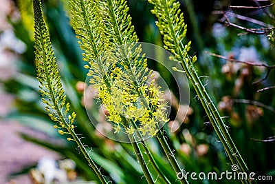 Narrow leaved foxtail lily Eremurus stenophyllus Stock Photo