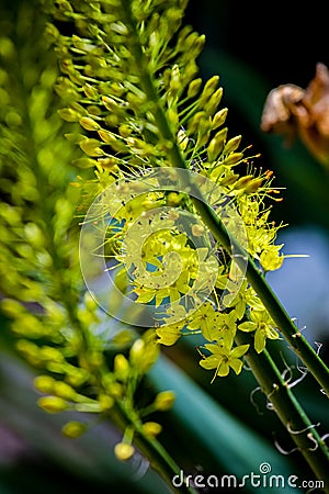 Narrow leaved foxtail lily Eremurus stenophyllus Stock Photo