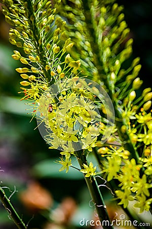 Narrow leaved foxtail lily Eremurus stenophyllus Stock Photo