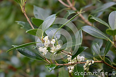 Narrow-leaved mock privet Phillyrea angustifolia fragrant creamy-white flowers Stock Photo