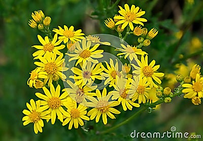 Narrow-leaved Ragwort - Senecio inaequidens Stock Photo