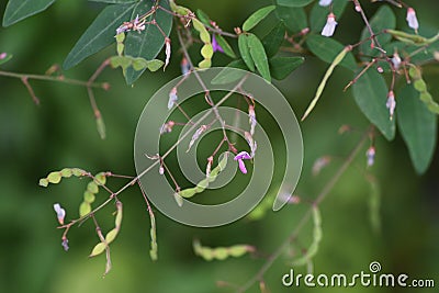 Narrow leaved vetch. Stock Photo