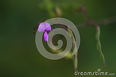 Narrow leaved vetch. Stock Photo