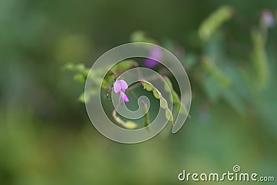 Narrow leaved vetch. Stock Photo