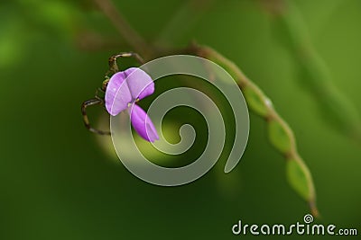 Narrow leaved vetch. Stock Photo