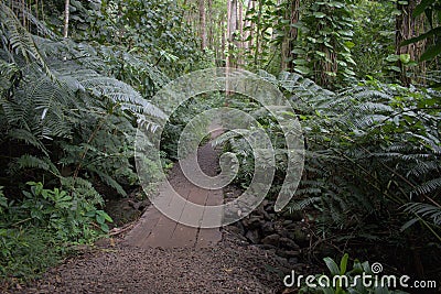 Narrow muddy path with boardwalk surrounded by green lush vegetation, fern leaves, trees in jungle Stock Photo