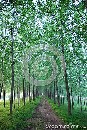 A narrow muddy road in woods Stock Photo