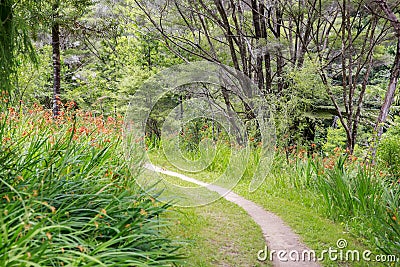 Narrow path surrounded by orange crocosmia flowers in the park Stock Photo