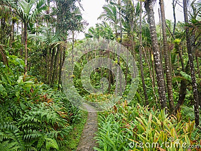 Narrow path though El Yunque tropical rainforest in Puerto Rico Stock Photo