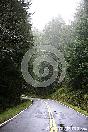 Narrow Road in the Forest Stock Photo