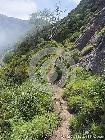 narrow steep footpath in green foggy misty mountains covered with colorful flowers at hiking trail PR12 to Pico Grande Stock Photo