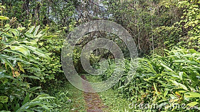 A narrow straight stone-paved path passes through the rainforest. Stock Photo