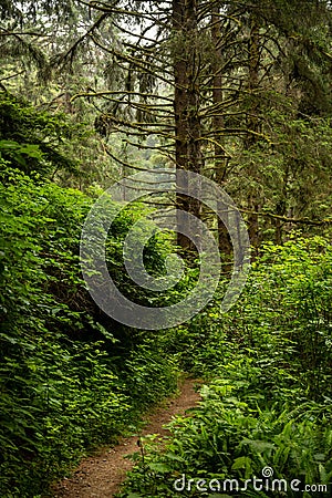 Narrow Trail Disappears Into Thick Forest Floor Stock Photo