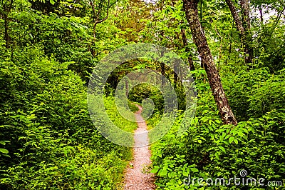 Narrow trail through a lush forest at Codorus State Park, Pennsylvania. Stock Photo