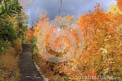 Narrow walkway passing along the scenic woody terrain with colorful foliage, Alpine Loop, Utah, USA Stock Photo