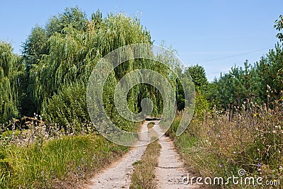 narrow and winding countryside dirt road, rich vegetation of weeds and willow trees on its sides, direct sunshine Stock Photo