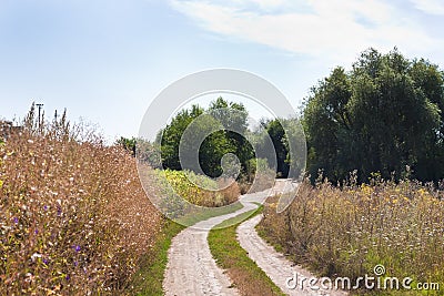 Narrow and winding countryside dirt road with tyre tracks, rich vegetation of weeds and willow trees, sunny summer day Stock Photo