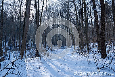 Narrow and winding dirt road, animal footprints in snow, winter forest on sun dawn, bare trees, desolate route for skiing Stock Photo