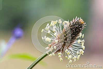 Narrowleaf plantain plantago lanceolata Stock Photo