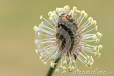 Narrowleaf plantain plantago lanceolata Stock Photo