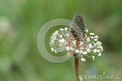 Narrowleaf plantain plantago lanceolata Stock Photo