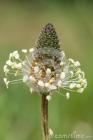 Narrowleaf plantain plantago lanceolata Stock Photo