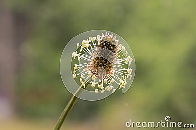 Narrowleaf plantain plantago lanceolata Stock Photo