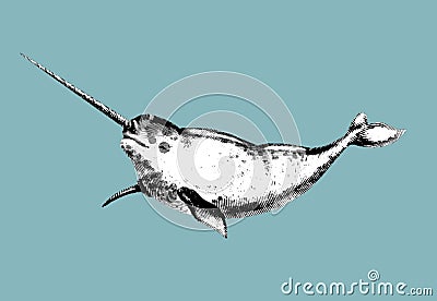Narwhal engraving. A realistic illustration of a narwhal. Graphic Marine Inhabitant Cartoon Illustration
