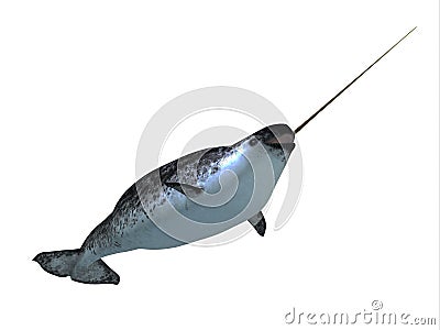 Narwhal Male Whale Stock Photo