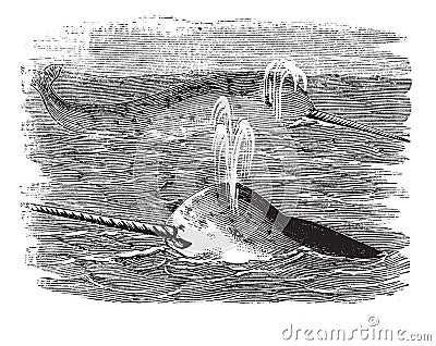 Narwhal or Monodon monoceros, vintage engraved illustration Vector Illustration