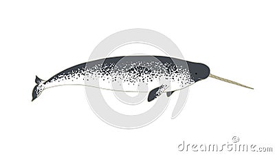 Narwhal realistic vector illustration. Arctic marine mammal with tusk Vector Illustration