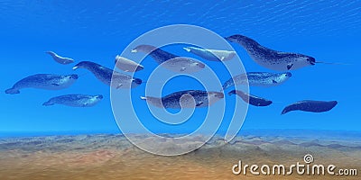 Narwhal Whale Pod Stock Photo