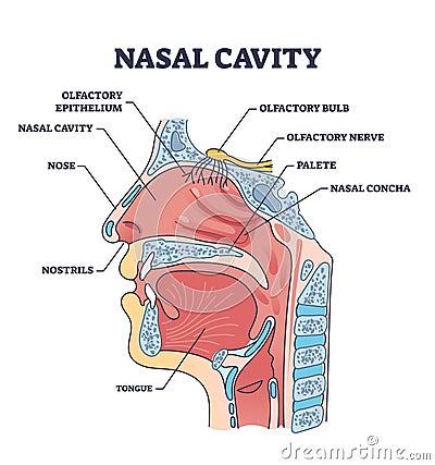 Nasal cavity anatomy with medical nose parts description outline diagram Vector Illustration