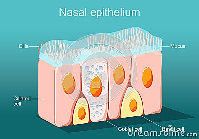 Nasal epithelium. Ciliated columnar epithelium Vector Illustration