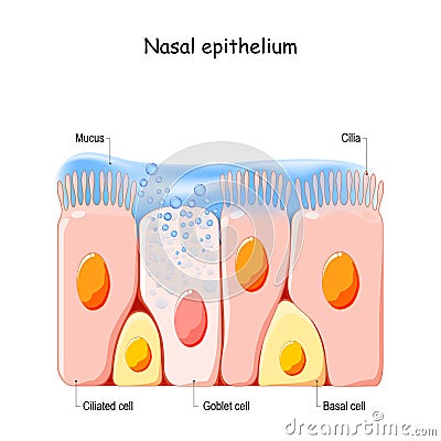 Nasal mucosa cells. Nasal secretions. Ciliated, basal and goblet cells Vector Illustration