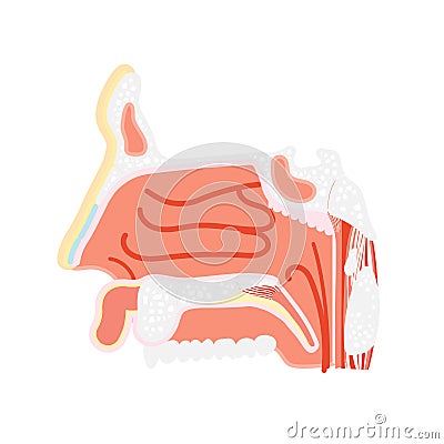 Nasal vestibule cavity, nose anatomy, internal organs body part nervous system Vector Illustration