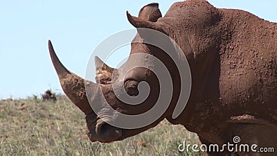 Nashorn in Südafrika, voll vom Schlamm Nashorn in Südafrika, voll vom Schlamm