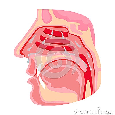 Nasopharynx vector icon.Cartoon vector icon isolated on white background nasopharynx. Vector Illustration