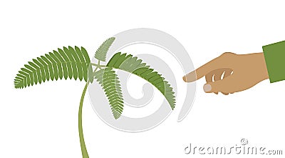 Nastic movements -it is a directional movement in plants in response to touch. Mimosa pudica plant is folding up leaves when Vector Illustration
