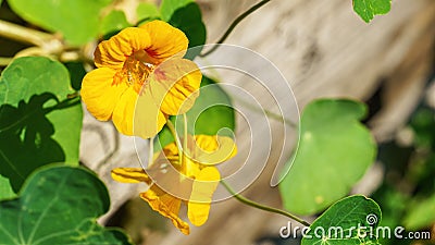 Nasturtium flower Stock Photo