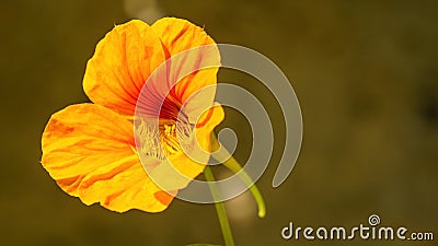 Nasturtium flower Stock Photo