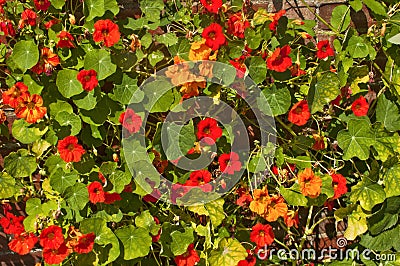 Nasturtium flowers in Chartwell gardens, Kent Stock Photo