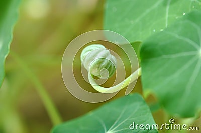 Nasturtium Seed Pod Edible Stock Photo