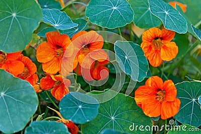 Nasturtium, trailing plant with round leaves and bright orange edible flowers Stock Photo