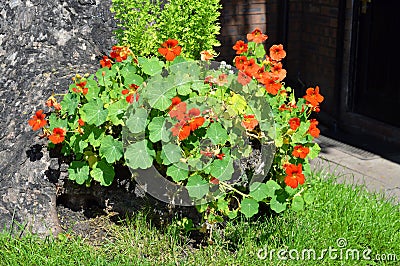 Nasturtium (Tropaeolum majus) Stock Photo