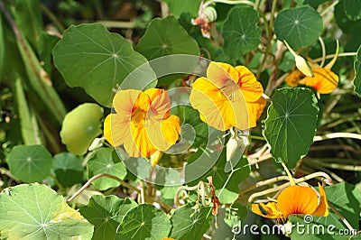 Garden Nasturtium Yellow Orange Flower Stock Photo