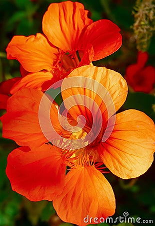 Nasturtiums versatile summer-flowering plants Stock Photo